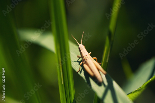 Grasshopper basking in the sun sitting on a blade of grass