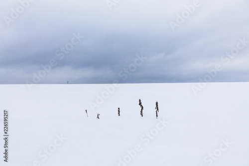 Landscape with lonely branches sticking out from under the snow in the middle of a snowy field on a cloudy winter day somewhere in Russia. Minimalism. Dark sky over a snowy field. © Владимир Никонов