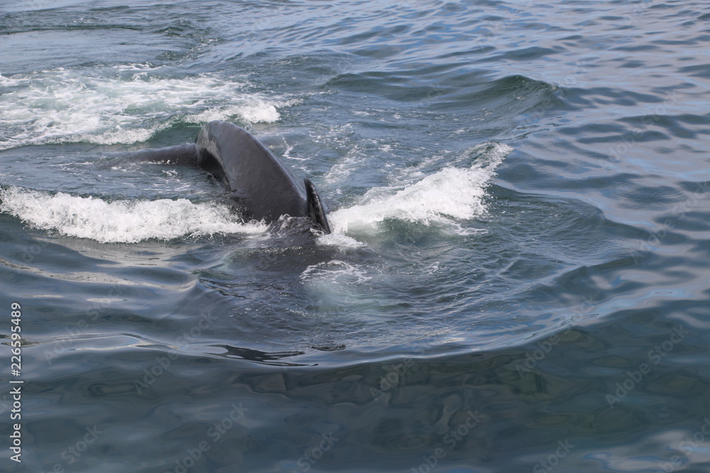 Fototapeta premium Whale Tail