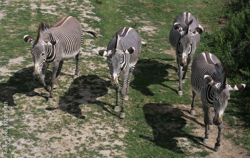 herd of zebras in ZOO in Dvur Kralove nad Labem in Czech Republic