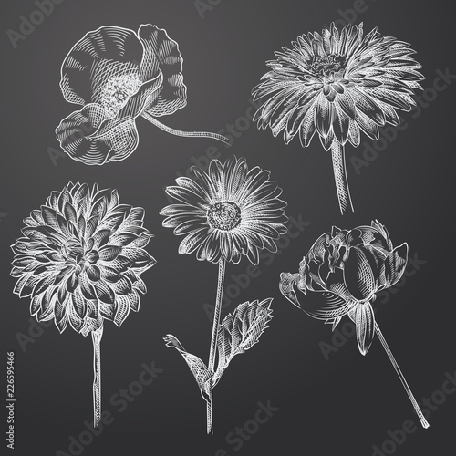 Hand Drawn Flowers Sketches Set. Collection Of   poppy  lilies of the valley  chrysanthemum Sketch Elements isolated on chalkboard