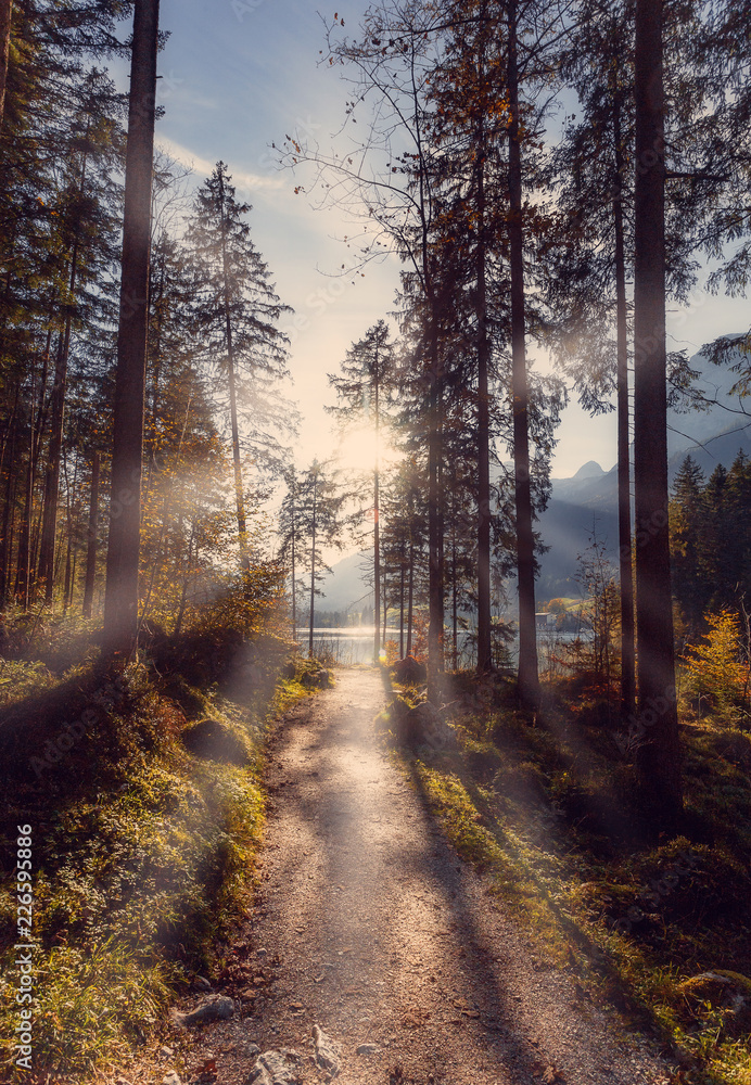 Obraz premium Wonderful natural background. Magical scenic and pathway through woods in the morning sun. Dramatic scene and picturesque picture. Location place Germany Alps, Europe. Awesome sunny landscape