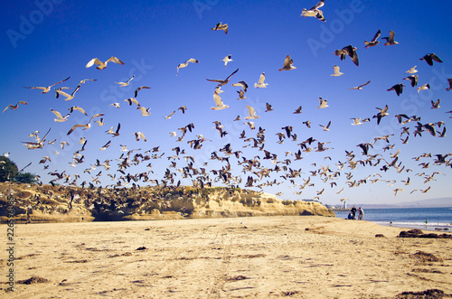 seagulls on beach