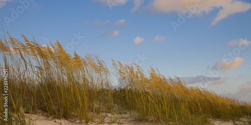 Sea Oats photo