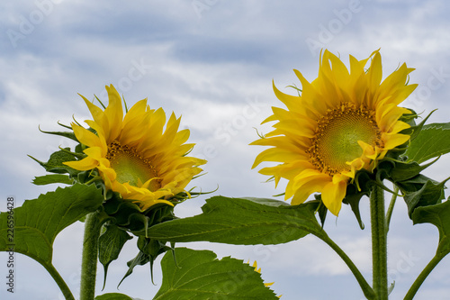 Fototapeta Naklejka Na Ścianę i Meble -  Blooming sunflowers against the backdrop of a cloudy summer sky. Agriculture, sunflower oil production