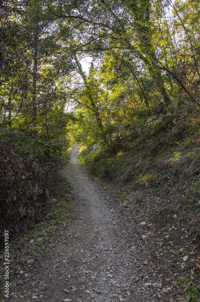 Sentiero nel bosco dove filtra la luce del sole tra i grandi alberi Sentiero nel bosco dove filtra la luce del sole tra i grandi alberi