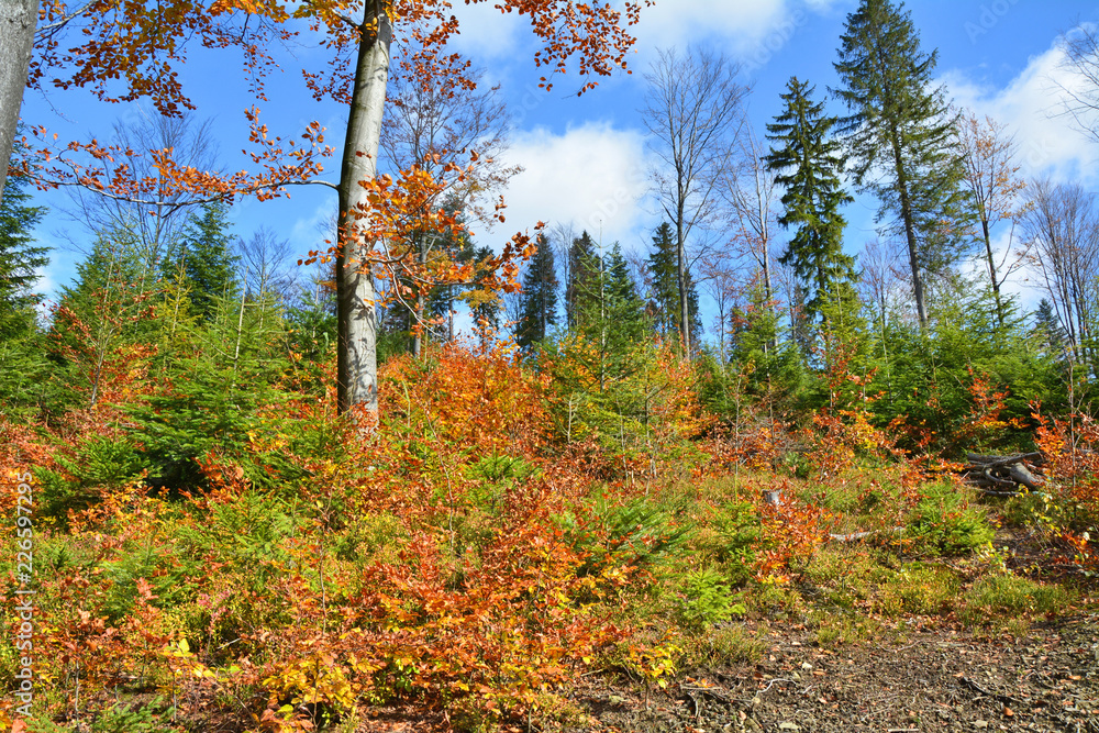 Autumn in mountain forest Autumn in mountain forest