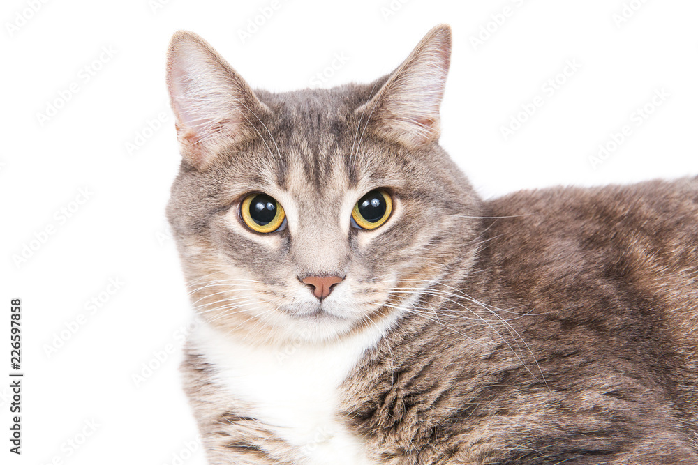 Gray striped cat with big black eyes lying on white background. Isolated on white. Pet and animals
