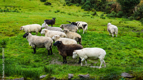 eleven different breeds of sheep on an Irish hillside 