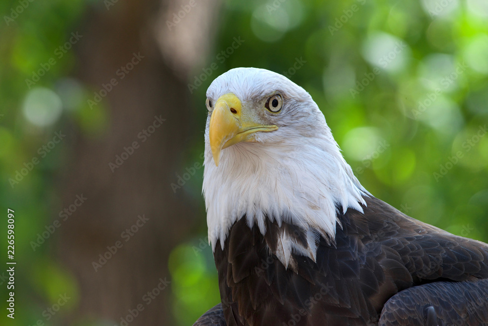 Fototapeta premium Close up portrait of a Bald Eagle, head and shoulders. Green trees OOF in background. The bald eagle is both the national bird and national animal of the United States of America.