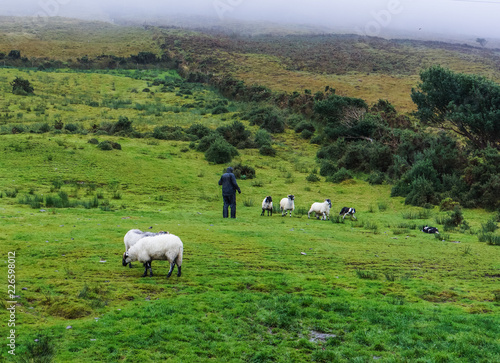 shepherd with cane using his black and white Irish sheep dogs to separate his sheep into groups 