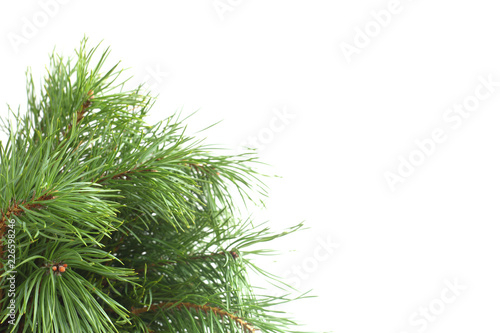 Pine tree on white