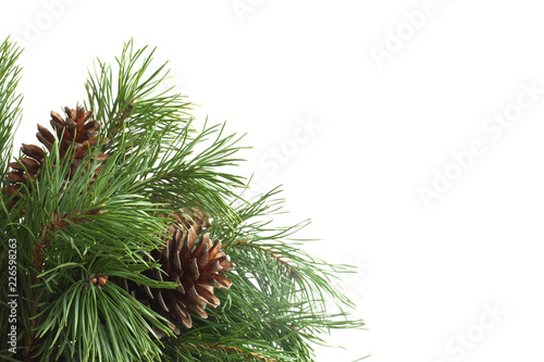 Pine tree on white