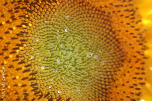 closeup of sunflower with droplet