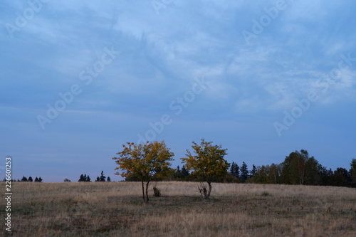 Landschaft Heide Bäume Wiesen Wolken © darknightsky