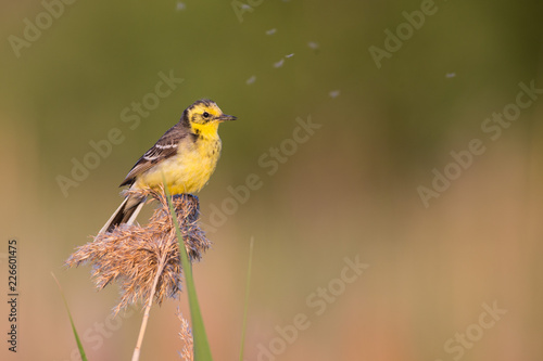 The Citrine Wagtail