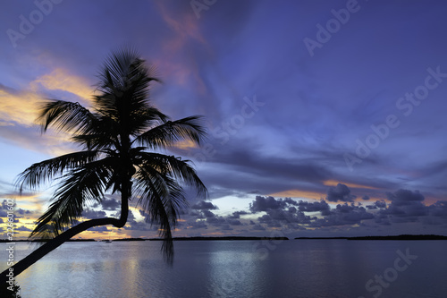 Fototapeta Naklejka Na Ścianę i Meble -  Tropical sunset reflecting in the water with palm tree silhouette