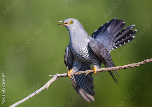 Cuckoo on the Perch