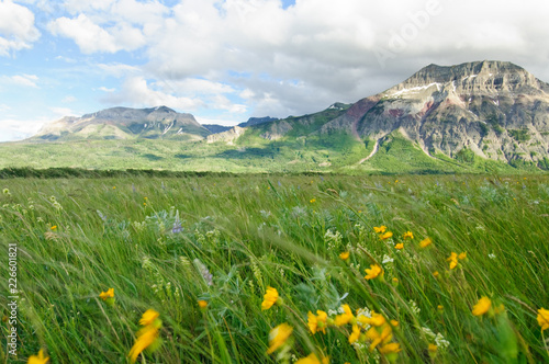 Rocky mountain meadows with wildflowers