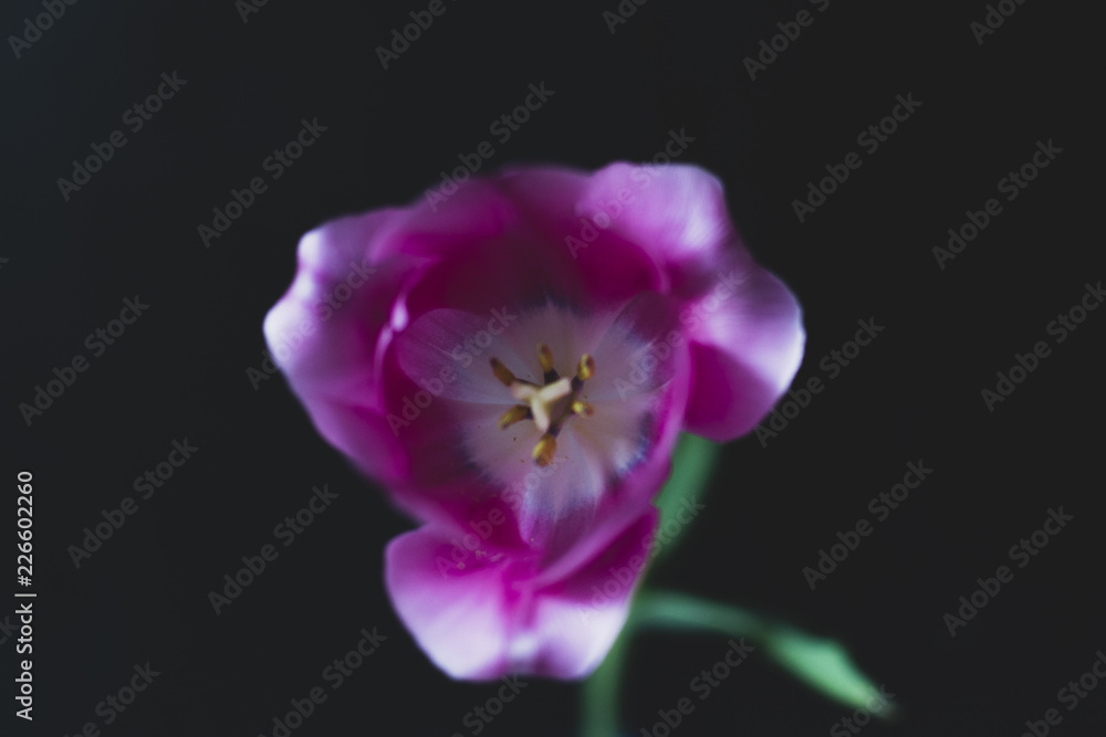 Obraz premium Single Tulip Flowers