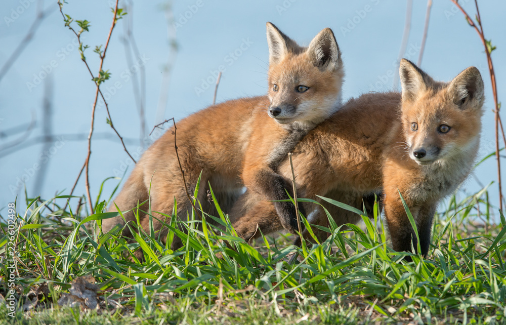 Fototapeta premium Red fox kits