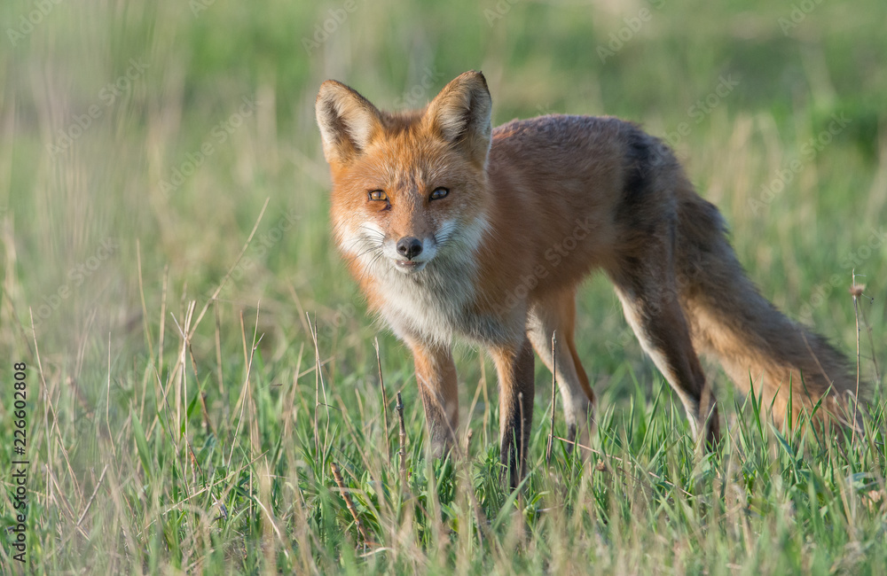 Red fox kits Red fox kits