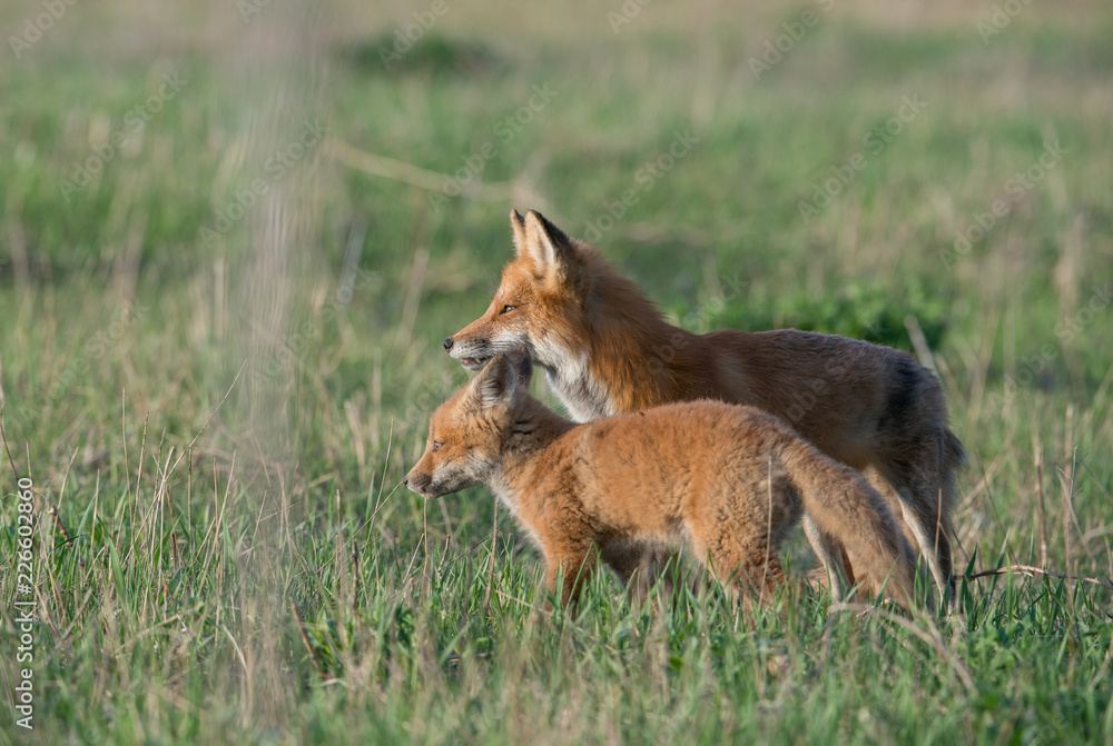 Red fox kits