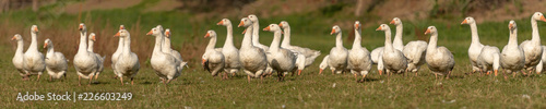 many white geese on a meadow