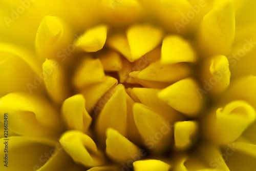 fleur jaune en macro gros plan