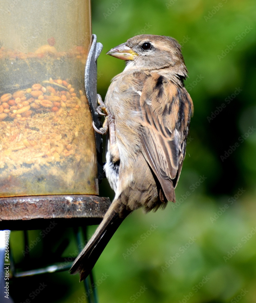 Naklejka premium Sparrow