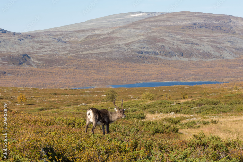 Fototapeta premium Reindeer in Lapland