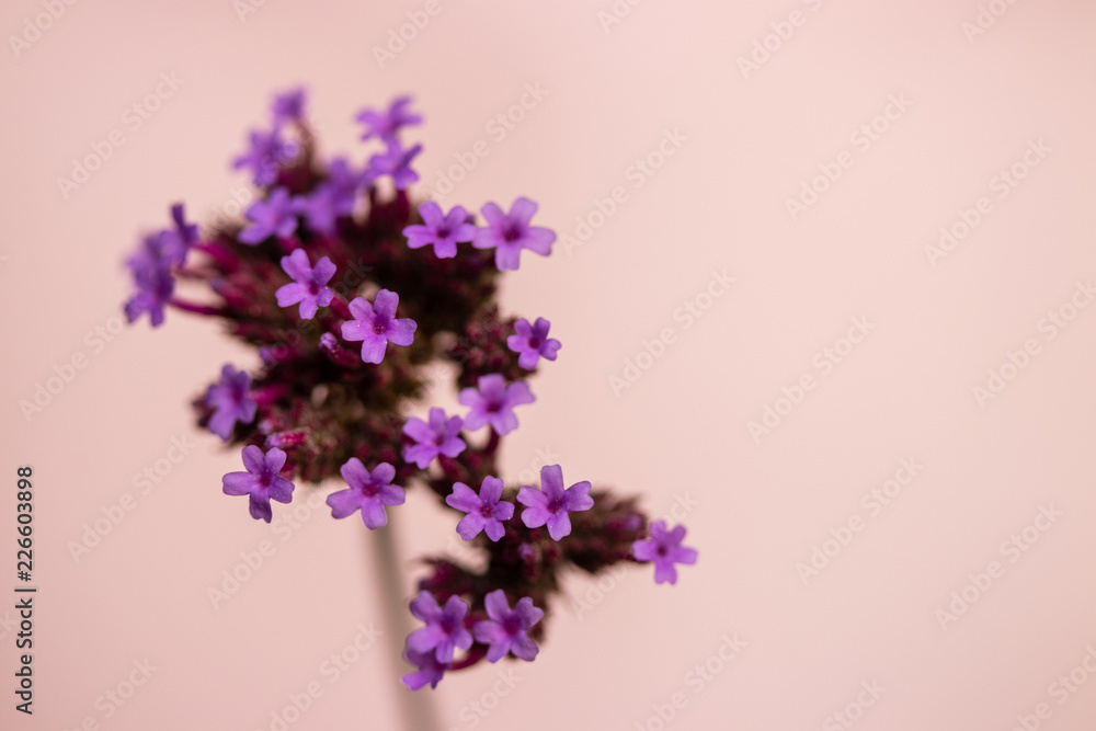 Obraz premium plante mauve