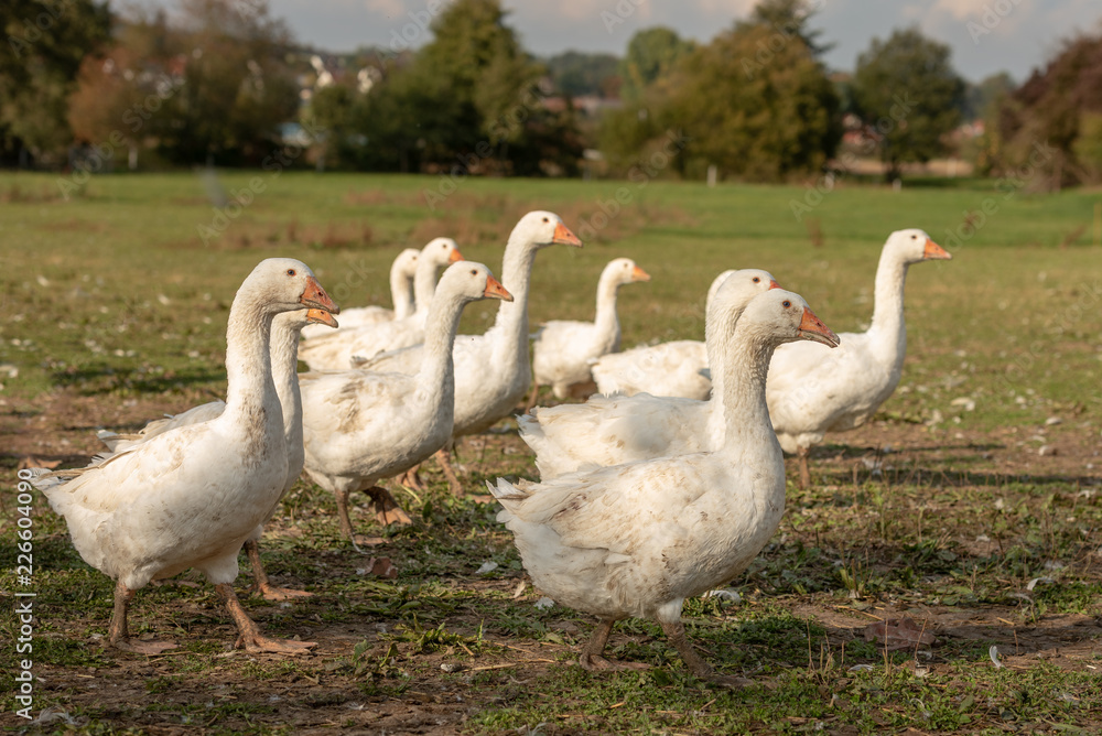 many white geese on a meadow many white geese on a meadow