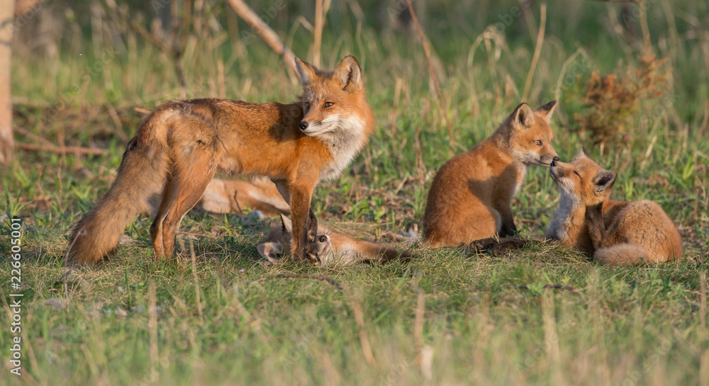 Red fox kits