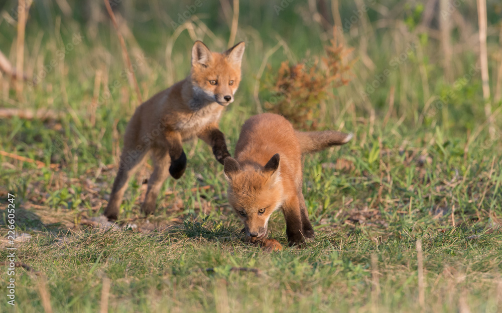 Red fox kits