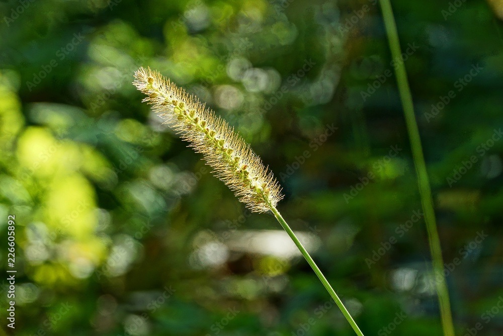 small wild blade of grass in the sunlight small wild blade of grass in the sunlight