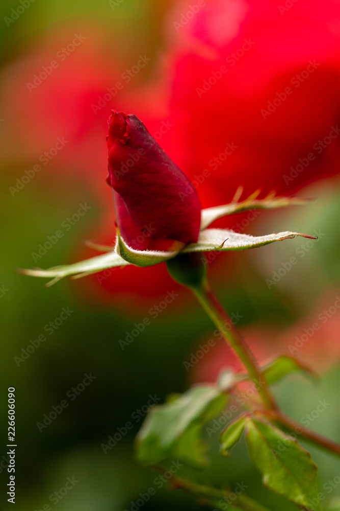 Fototapeta premium closeup of a red rose bud
