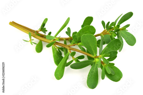 Purslane or Semizotu Traditional European, French, Mexican, Asian and Turkish Salad Snack. Also Wild Portulaca Oleracea, Common Purslane, Verdolaga, Red Root, Pursley. Isolated on White Background.