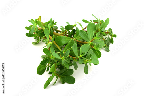 Purslane or Semizotu Traditional European, French, Mexican, Asian and Turkish Salad Snack. Also Wild Portulaca Oleracea, Common Purslane, Verdolaga, Red Root, Pursley. Isolated on White Background.