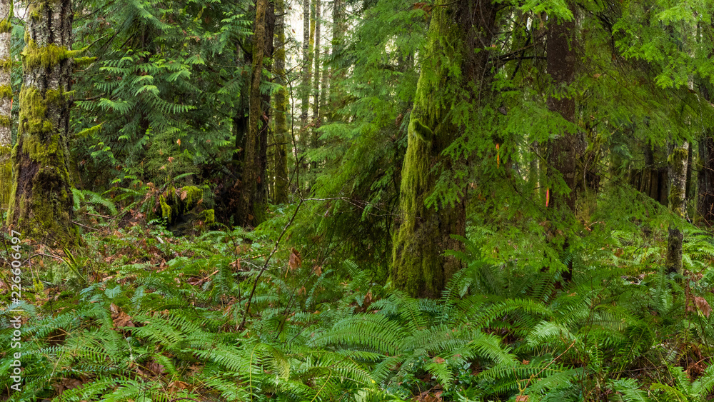 Fototapeta premium Pacific Northwest Coastal Rainforest 