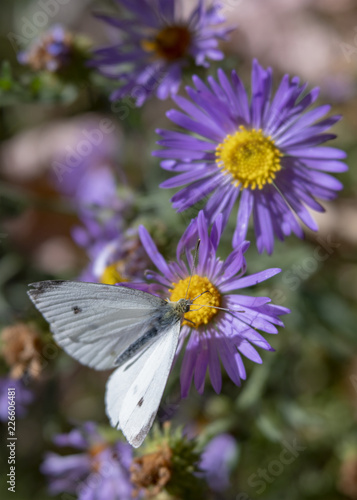 White Butterfly on Purple Aster Flowers