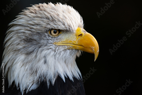Close up portrait of a bald eagle (Haliaeetus leucocephalus)