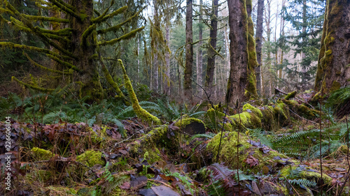 Pacific Northwest Coastal Rainforest 