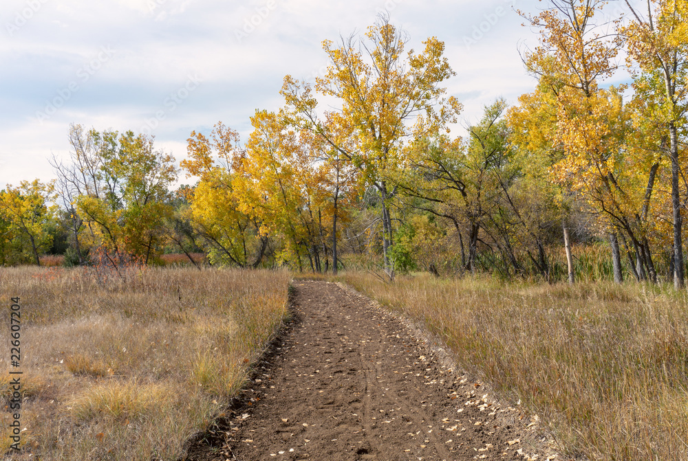 Dirt Trail Surrounded by Fall Foliage Dirt Trail Surrounded by Fall Foliage