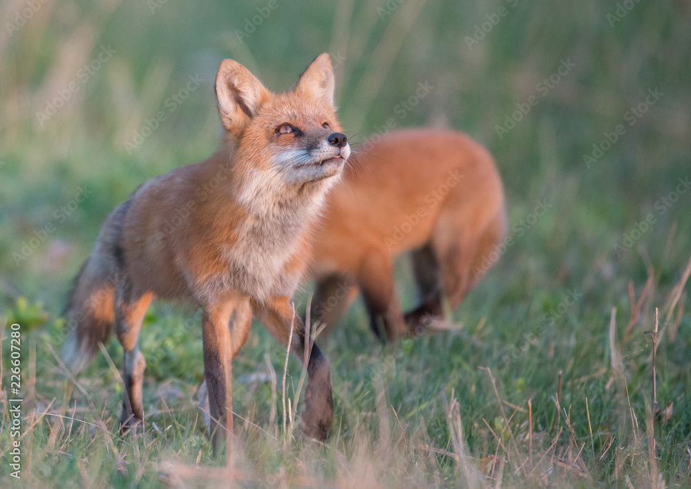 Red fox kits Red fox kits