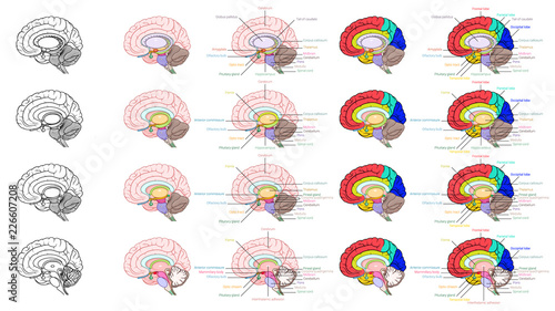 Parts of human brain anatomy side view