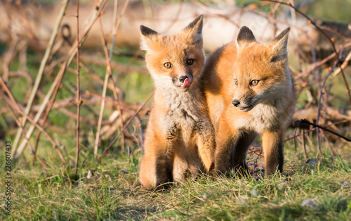 Red fox kits © Jillian