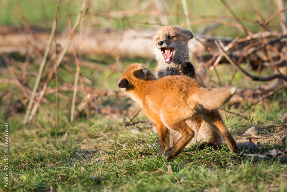 Red fox kits Red fox kits