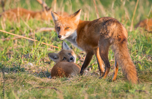 Photography Red fox kits