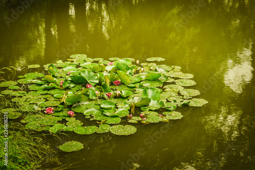 Big leaves on lake or river water lilies